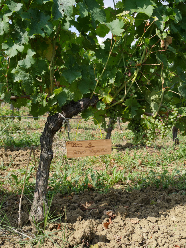 Виноградник на урожай